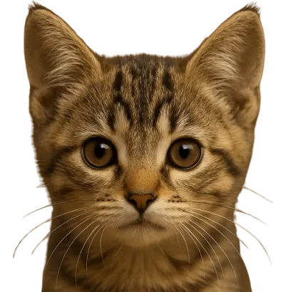 Pet care guide illustration