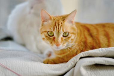 veterinary care in Abbotsford