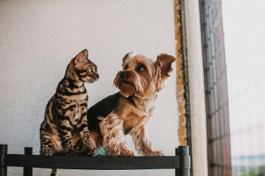pet wellness exam Clearbrook