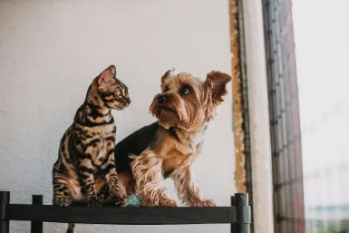 pet wellness exam Clearbrook