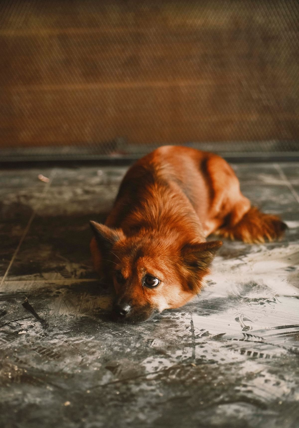 Dog resting while recovering from an upset stomach