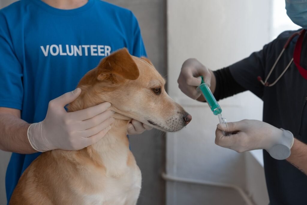 Veterinarian giving a dog its vaccination at an Abbotsford animal hospital